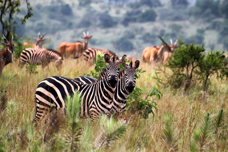 Safari în Kenya - Small Group (11 zile / 8 nopți)