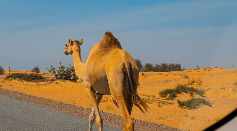 Circuit în Emiratele Arabe Unite - Small groups (7 zile/ 6 nopți)