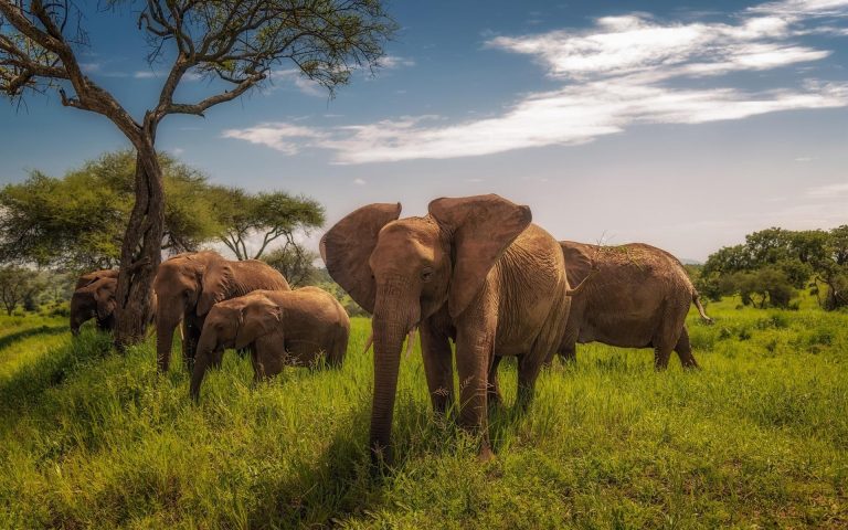 Crăciun 2025:  Sejur Zanzibar & Safari în Parcul Național Saadani (10 zile / 7 nopți)